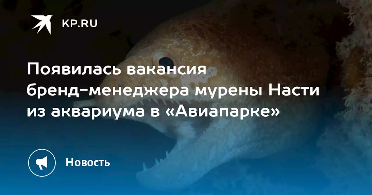 Появилась вакансия бренд-менеджера мурены Насти из аквариума в «Авиапарке»