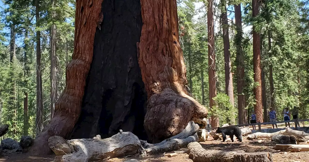 Yosemite's Mariposa Grove is site of celebration, relief as it reopens after monthlong fire closure