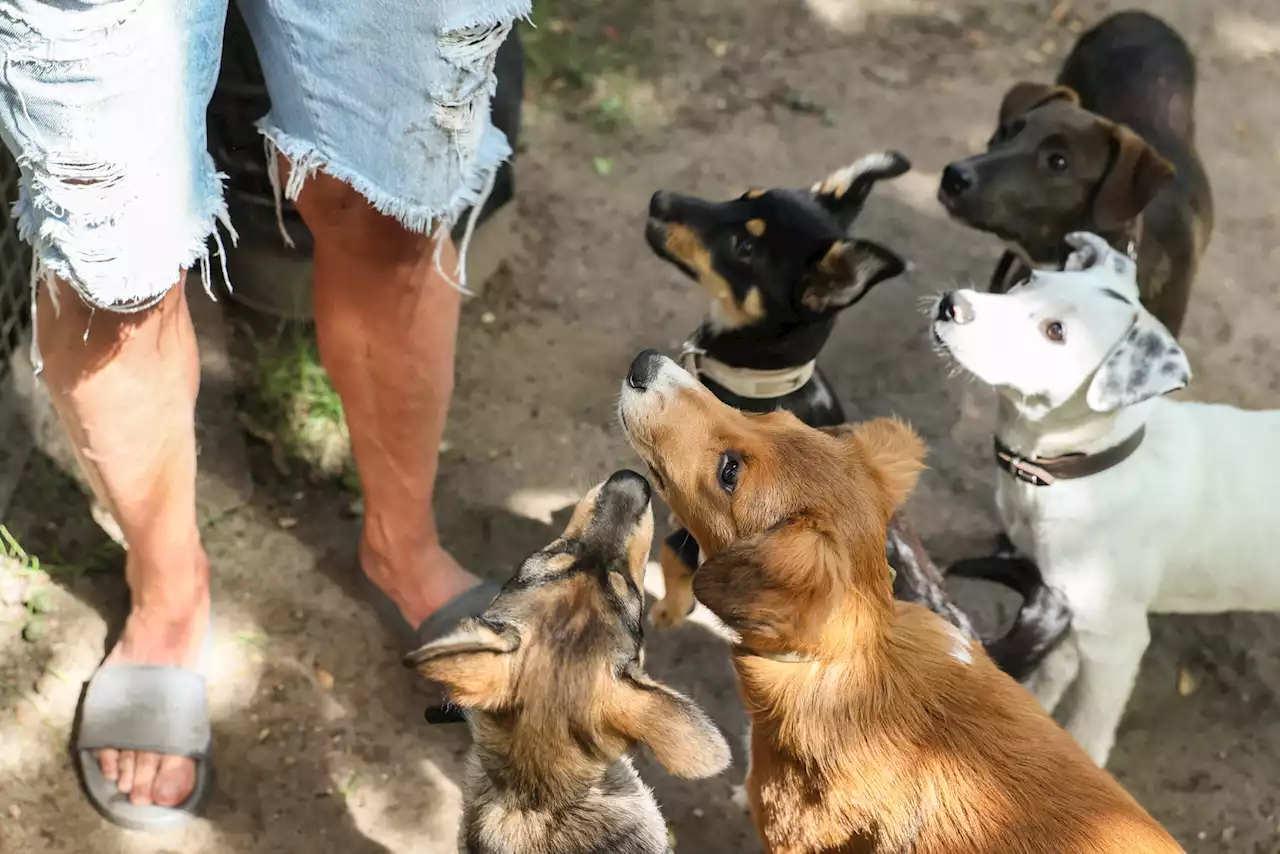 Hunde vor Tötung gerettet: Welpen-Alarm in Hamburger Tierheim