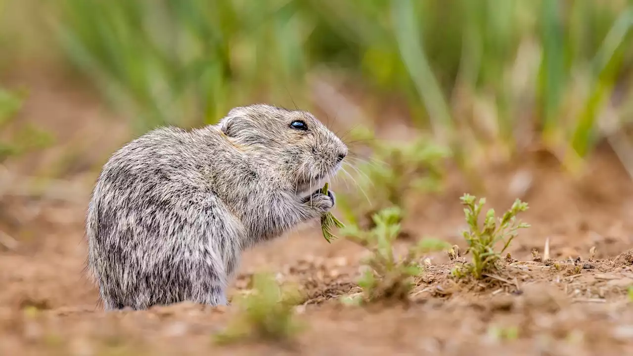 These rodents cut the grass around their homes