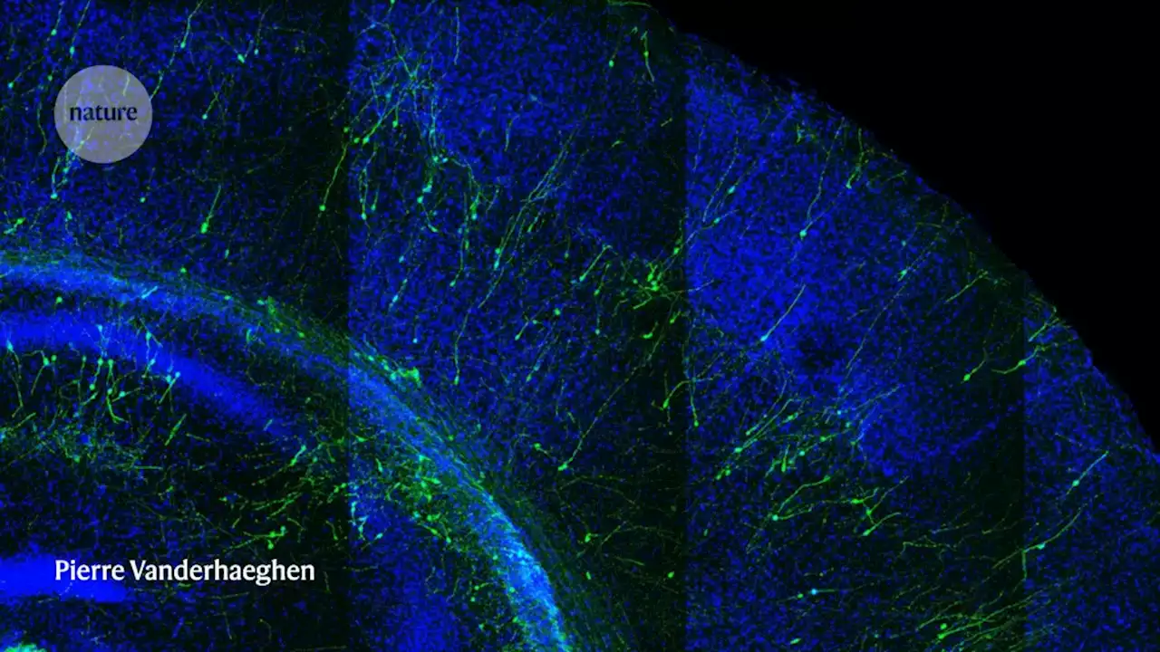 Hybrid brains: the ethics of transplanting human neurons into animals