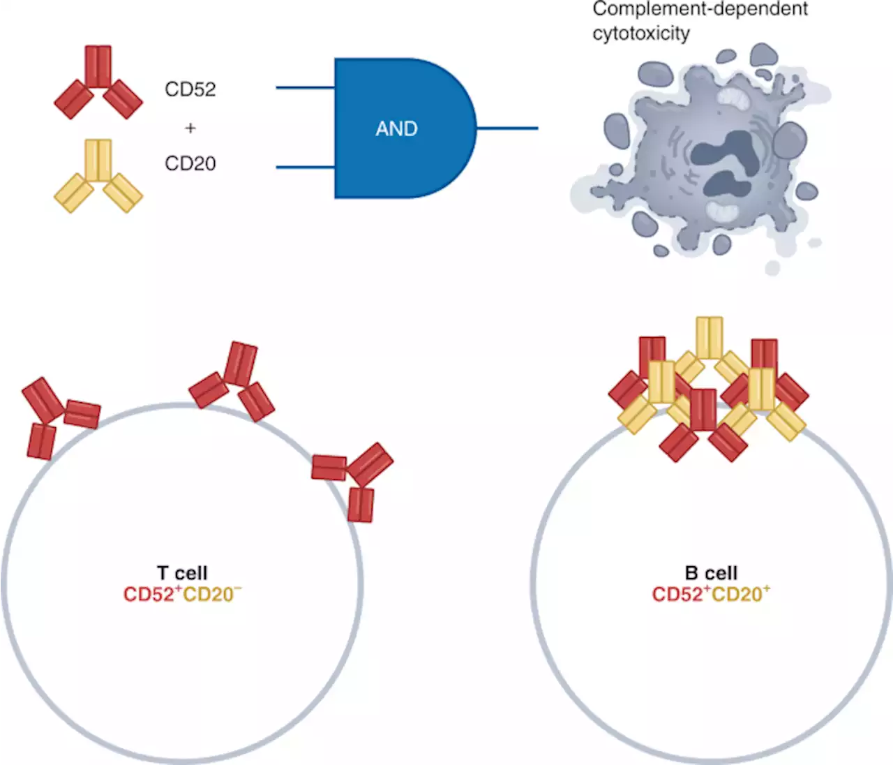 Precision cancer targeting with antibody pairs - Nature Biotechnology