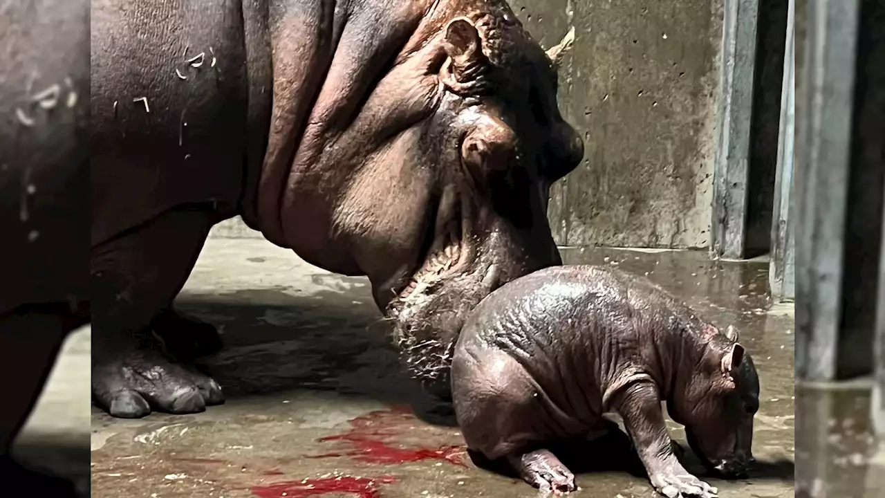 Fiona Gets a Sibling: Baby Hippo Born at Cincinnati Zoo