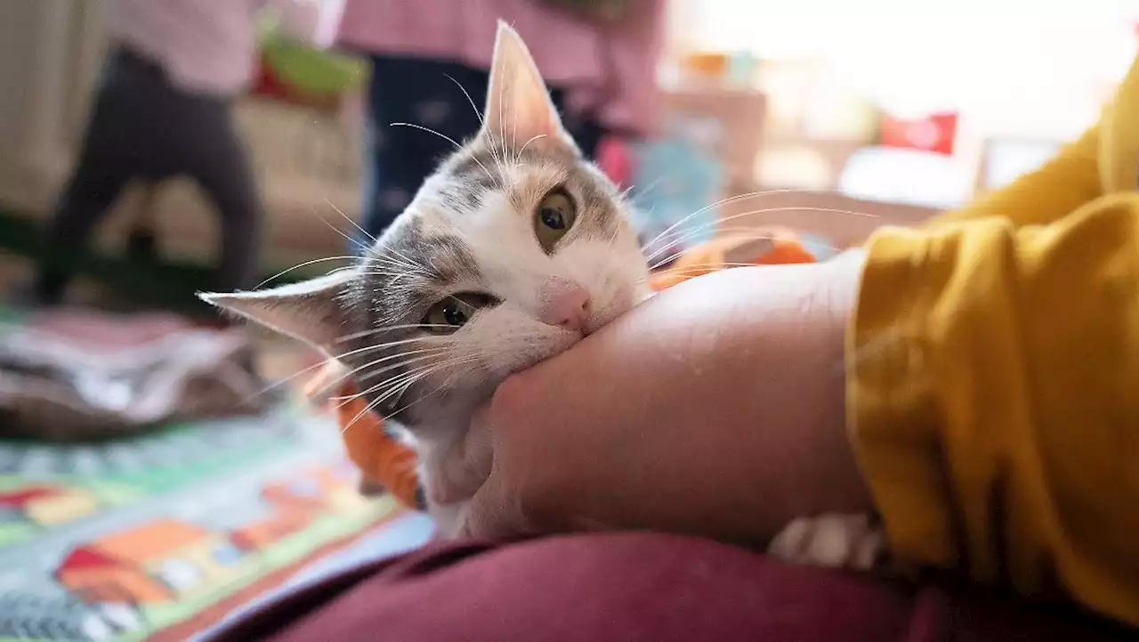 Vorsicht bei Zecken- und Flohmitteln für Katzen