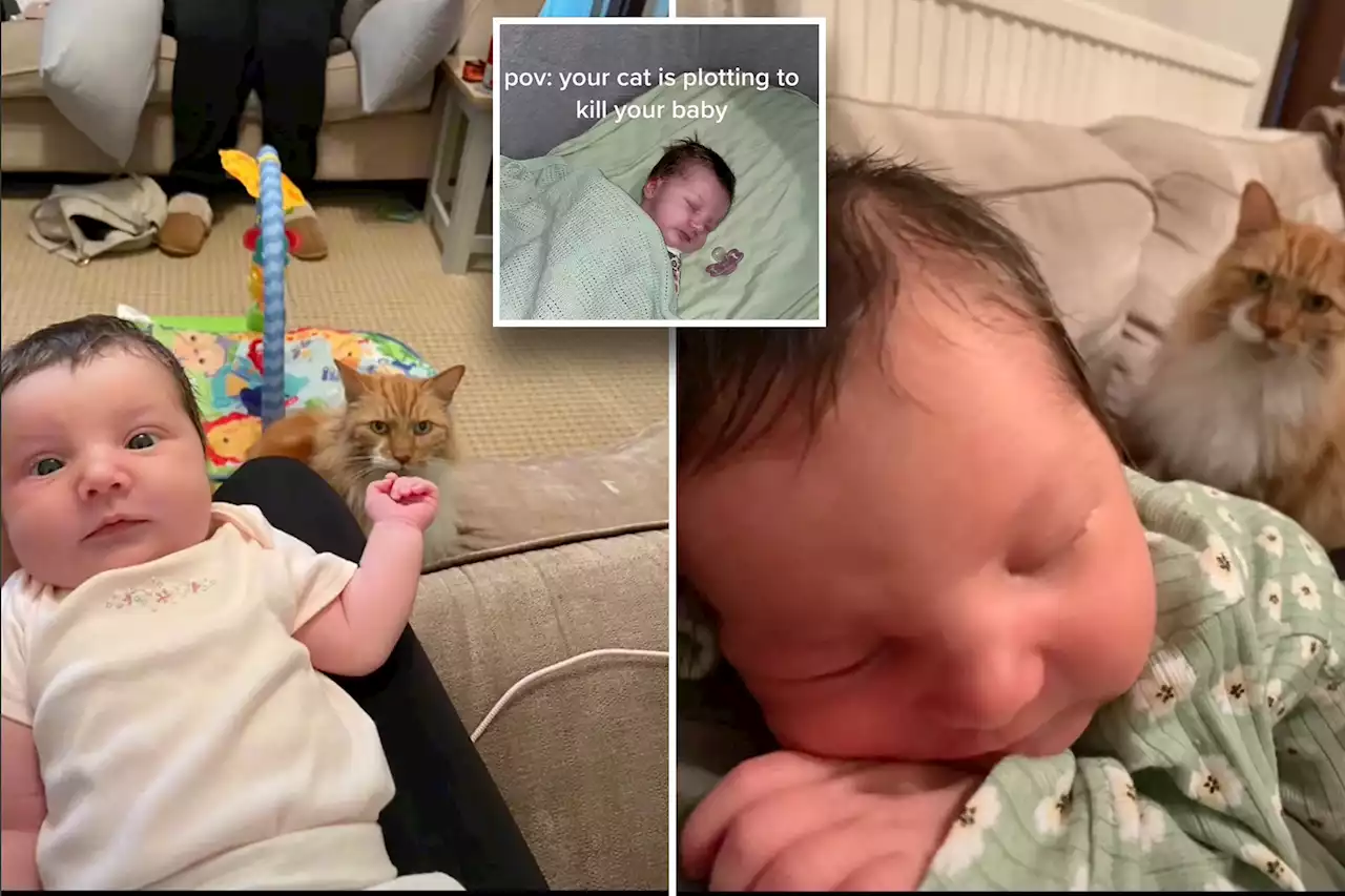 Mom claims ‘cat is plotting to kill my baby’ with freaky photobombs