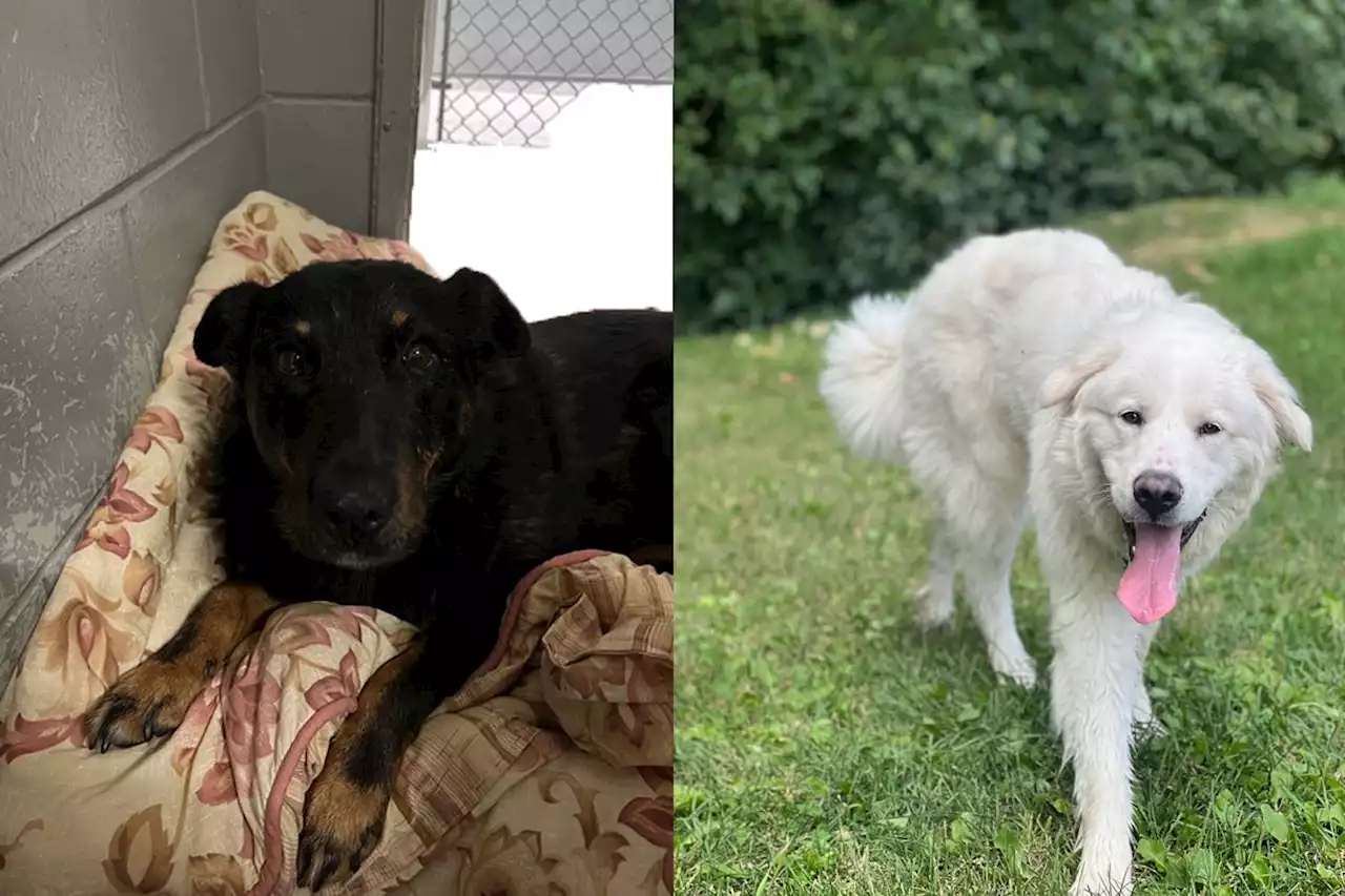 Four dogs missing after break in at Prince George SPCA