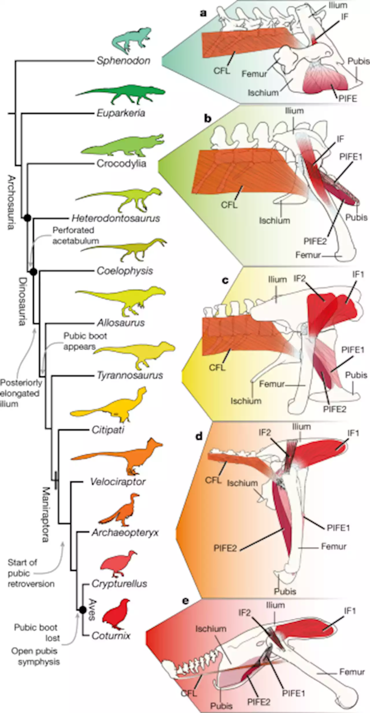 The developing bird pelvis passes through ancestral dinosaurian conditions - Nature