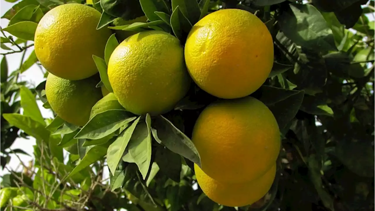 New EU regulations on citrus imports could have dire consequences for local producers - SABC News - Breaking news, special reports, world, business, sport coverage of all South African current events. Africa's news leader.