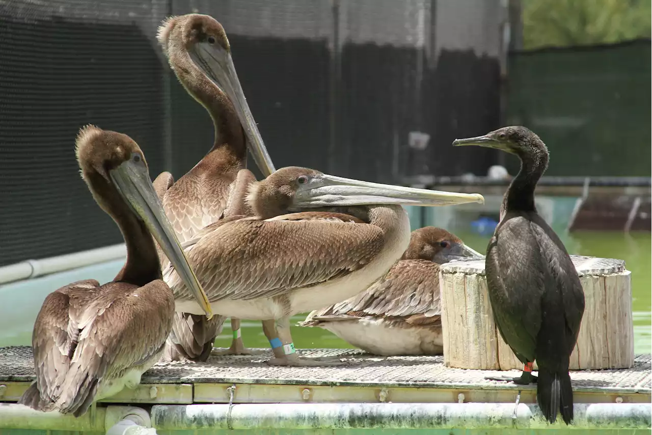 'Alarming': Hundreds of Calif. pelicans sickened in mass event