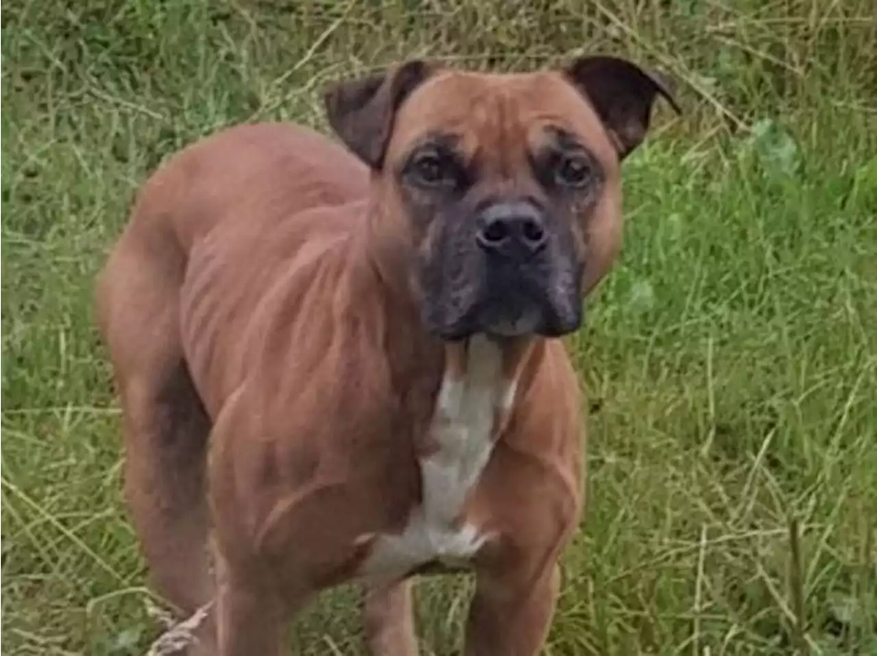 'Dangerous' dog found safe and well in garden after four days on the loose