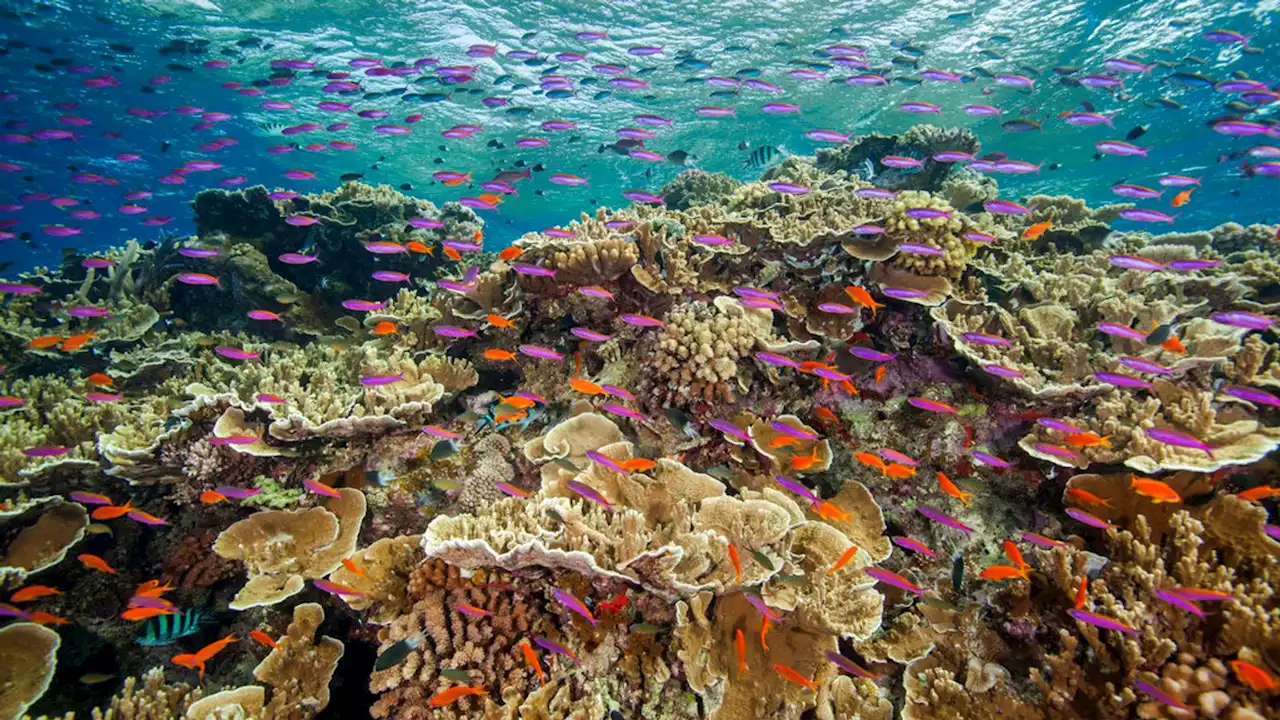 Record high coral on parts of Australia's Great Barrier Reef, though ecosystem remains vulnerable to heating