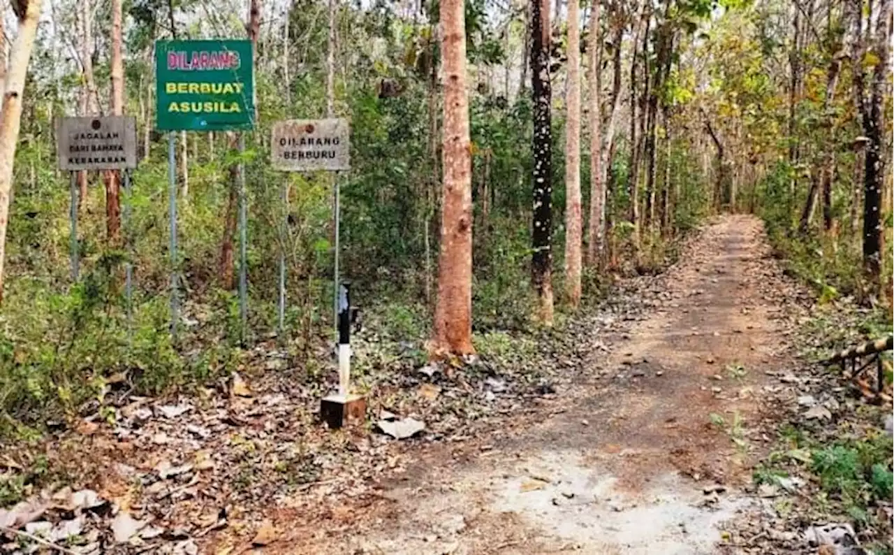 Hadeh, Hutan di Gunungkidul Ini Kerap Jadi Tempat Mesum Orang Pacaran