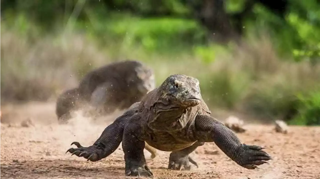 Efek Harga Tiket Rp 3,75 Juta ke TN Komodo: Ratusan Wisatawan Batal Berkunjung, Rumah Makan Sepi - Tribunnews.com