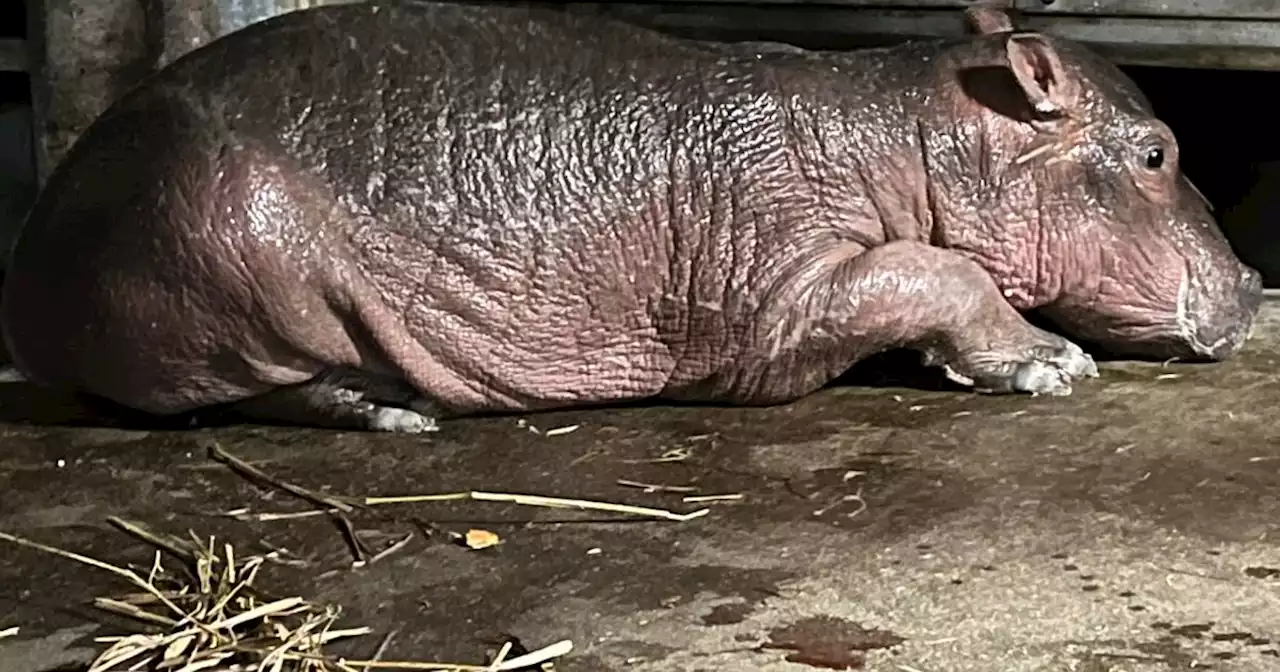 Cincinnati Zoo welcomes baby hippo