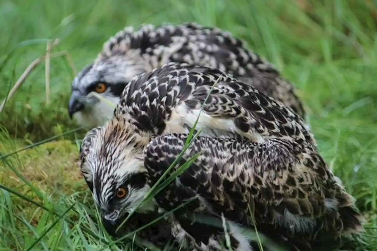 First osprey chicks recorded in Yorkshire in centuries hatch at Bolton Castle Estate in conservation 'miracle'