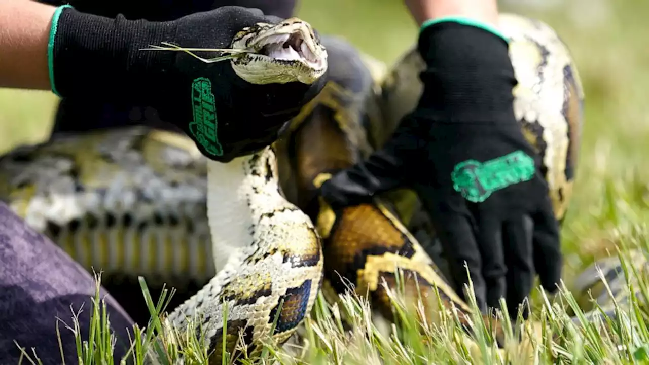 Python hunt! 800 compete to remove Florida's invasive snakes