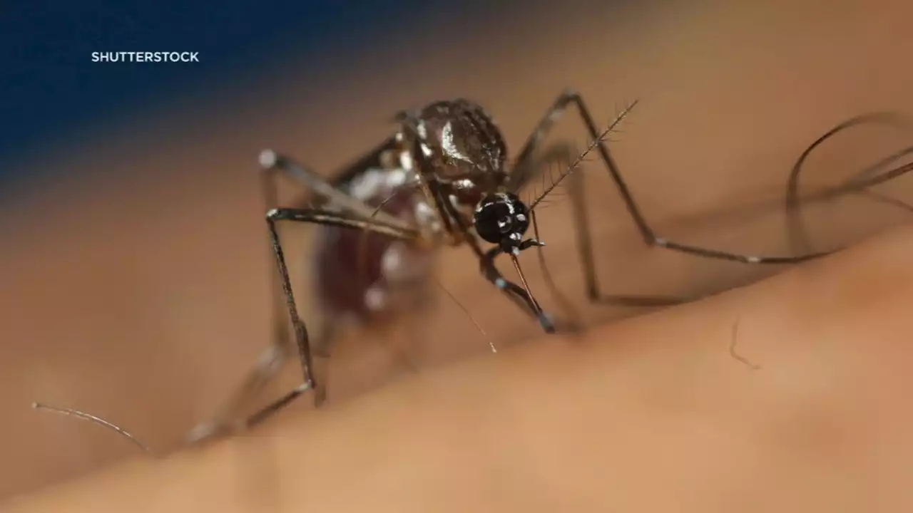 Potentially deadly mosquito found in Contra Costa Co. for the first time