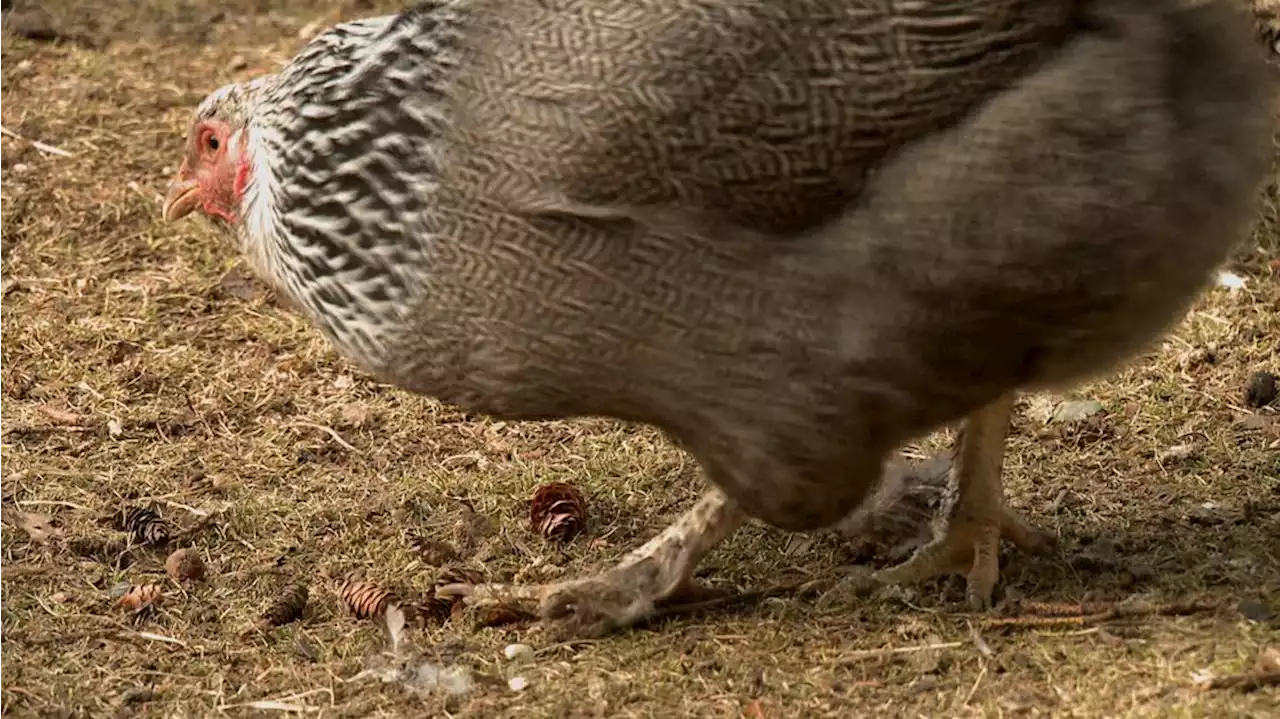 Alaska State Fair cancels poultry exhibits amidst avian flu outbreak