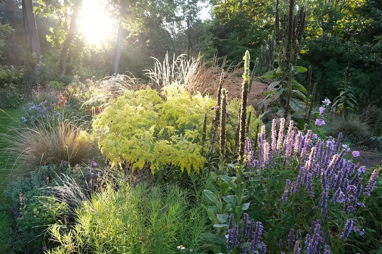 Schöner, wilder Garten: Warum wir uns nach ursprünglicher Natur sehnen