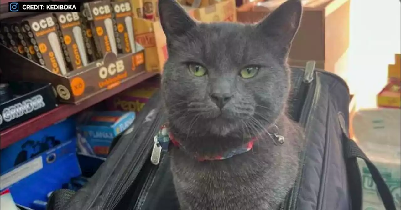 Beloved bodega cat Boka returned after being stolen outside Brooklyn deli