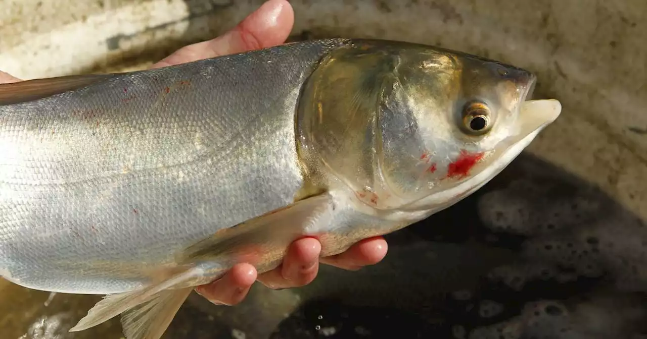 Twenty-two pound, 38 inch-long invasive carp captured in Lake Calumet near Lake Michigan