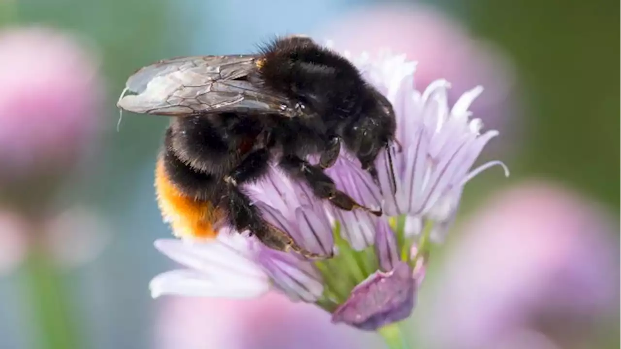 Der Hummel auf den Hintern schauen