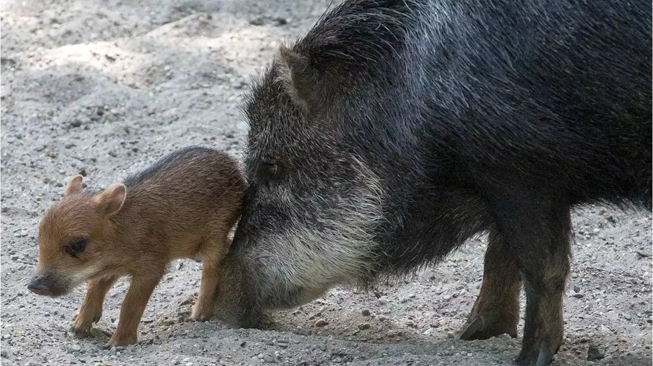 Seltener Nachwuchs im Zoo: Liebe geht durch den Saumagen