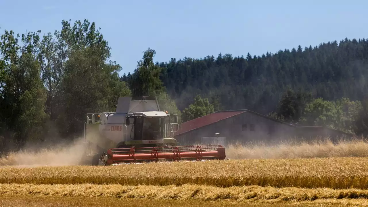 Neue EU-Regeln werden verschoben: Landwirtschaftsminister Özdemir ermöglicht Bauern mehr Weizenanbau