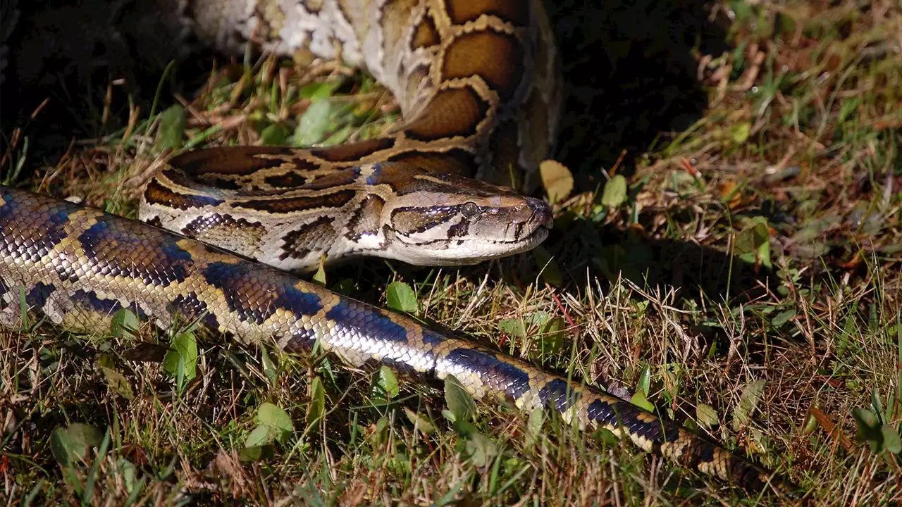 Florida python hunt: 800 compete to remove invasive snakes