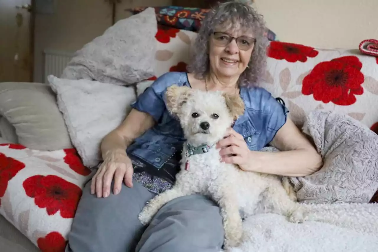 Number of dogs given to fostering charity soars as owners flee domestic abuse