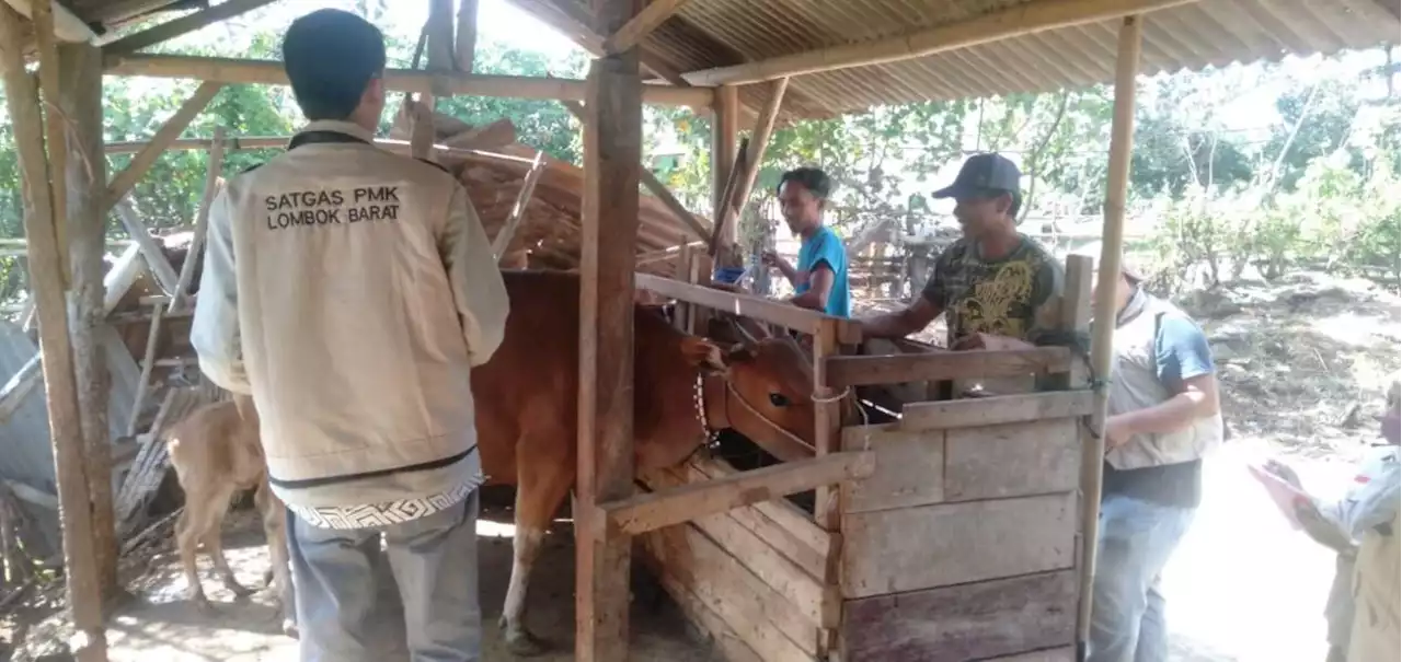 Akhirnya, Lobar Bebas dari PMK