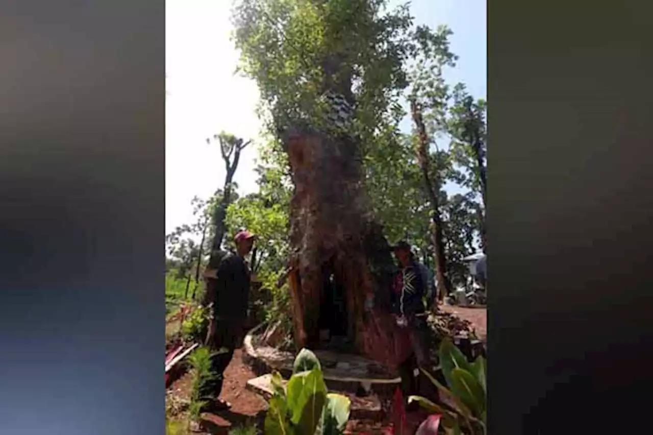 Pohon Luh dan Asal Usul Desa Lumbang yang Berawal dari Tiga Sumber Air