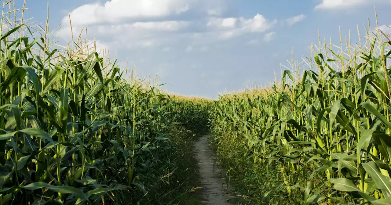 Apple Annie's unveils 2022 corn maze design