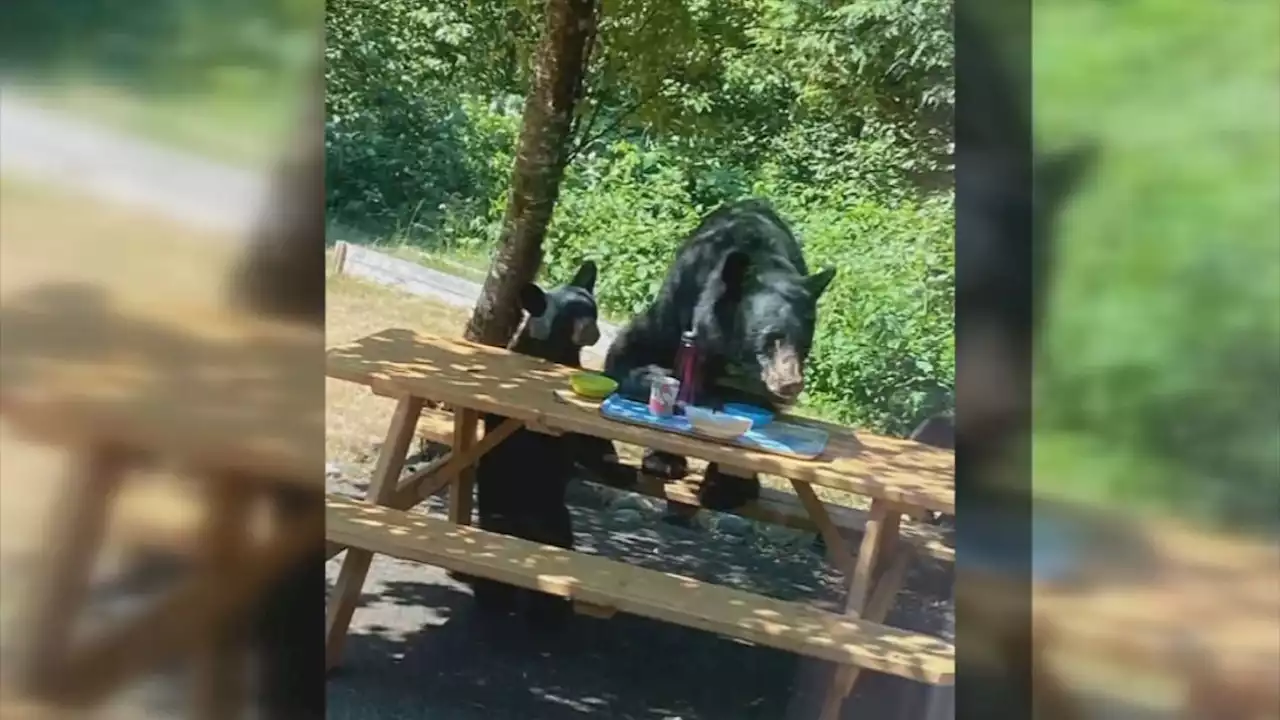 Black bear, cubs euthanized after becoming too comfortable with humans in North Bend