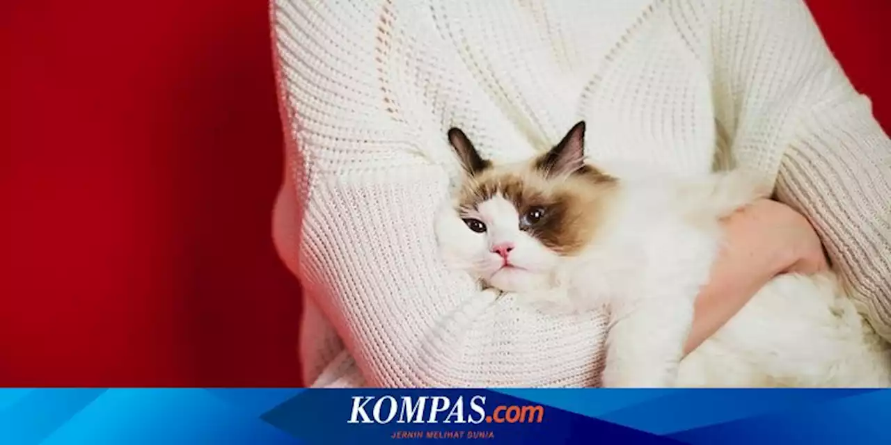 4 Cara Menghibur Kucing Peliharaan yang Bersedih