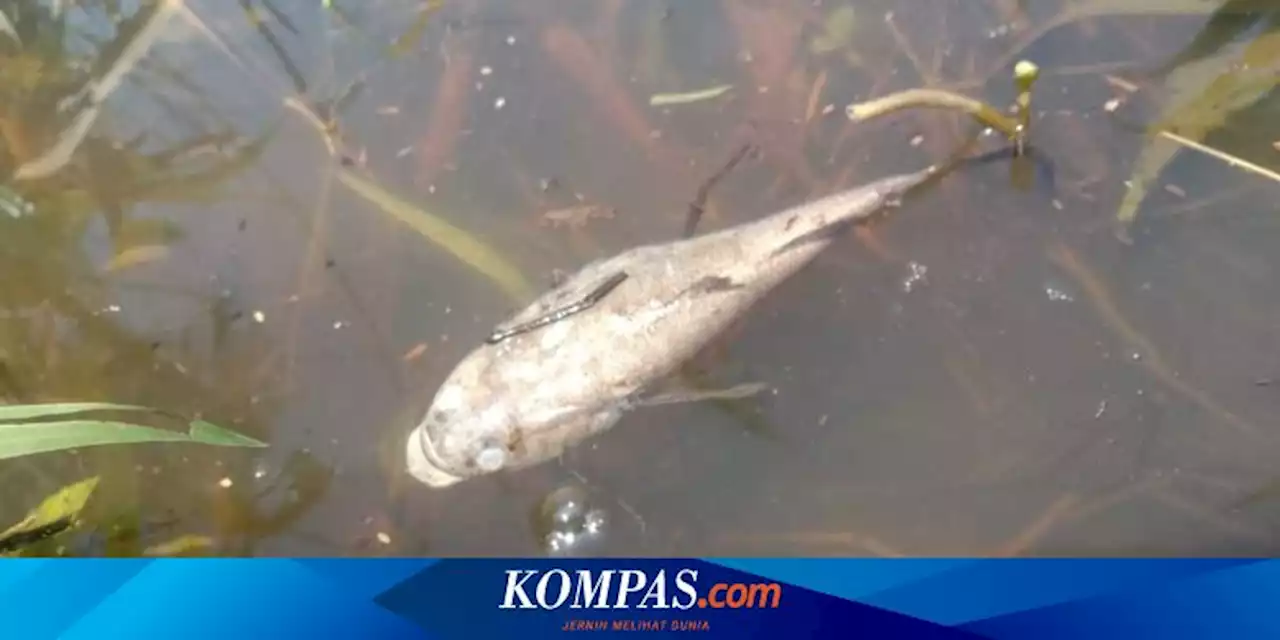 Dua Sungai di Bengkulu Tercemar CPO dan Limbah, Ribuan Ikan Mati Disertai Bau Busuk