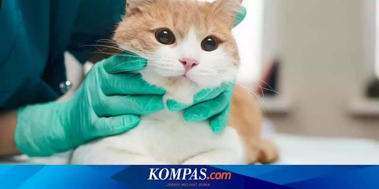 Penyebab Penyakit Kulit pada Kucing