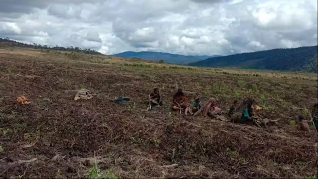 Ratusan Warga di Pegunungan Papua Hadapi Wabah Kelaparan, Mengapa Krisis Pangan Terus Berulang?