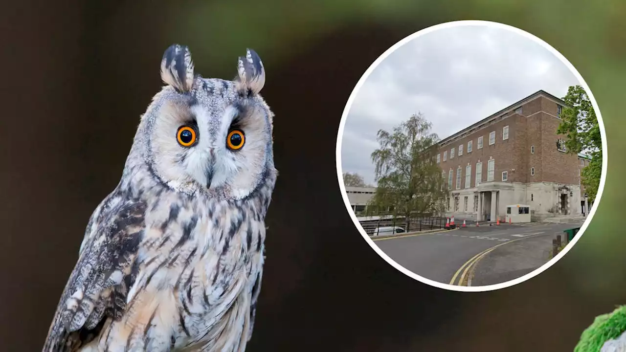 Council orders fracking site shut despite energy crisis to avoid upsetting owls 'that left years ago'