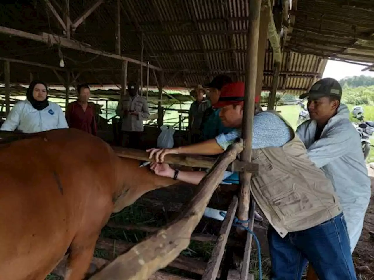 Kasus PMK Kian Menurun di Sejumlah Wilayah, 5 Provinsi Nol Kasus dalam 2 Pekan