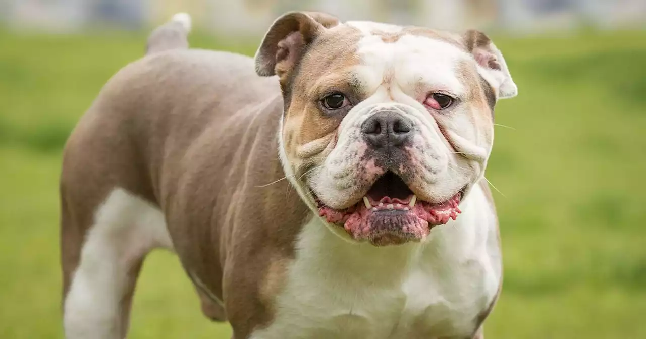 One bulldog, two surgeries, 192 days in rescue - and 'hardly any applications'