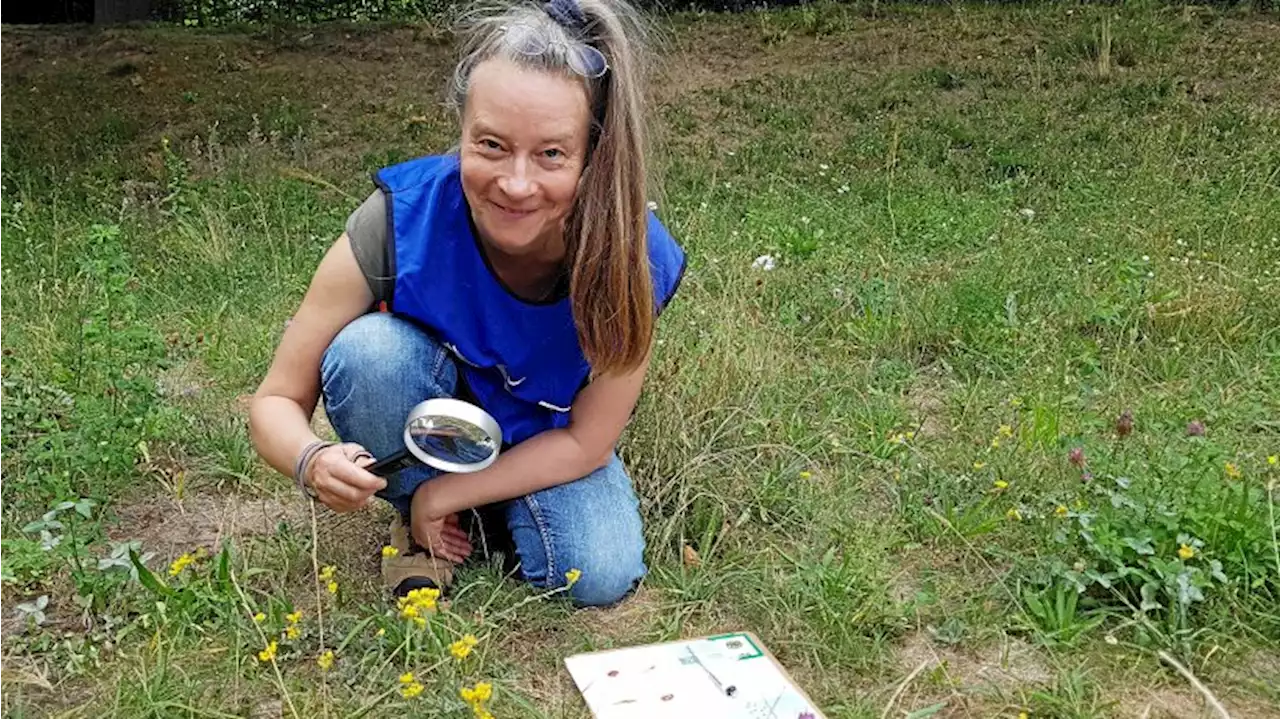 Nabu Berlin: Die Stadt zählt ihre Insekten – und jeder kann mitmachen