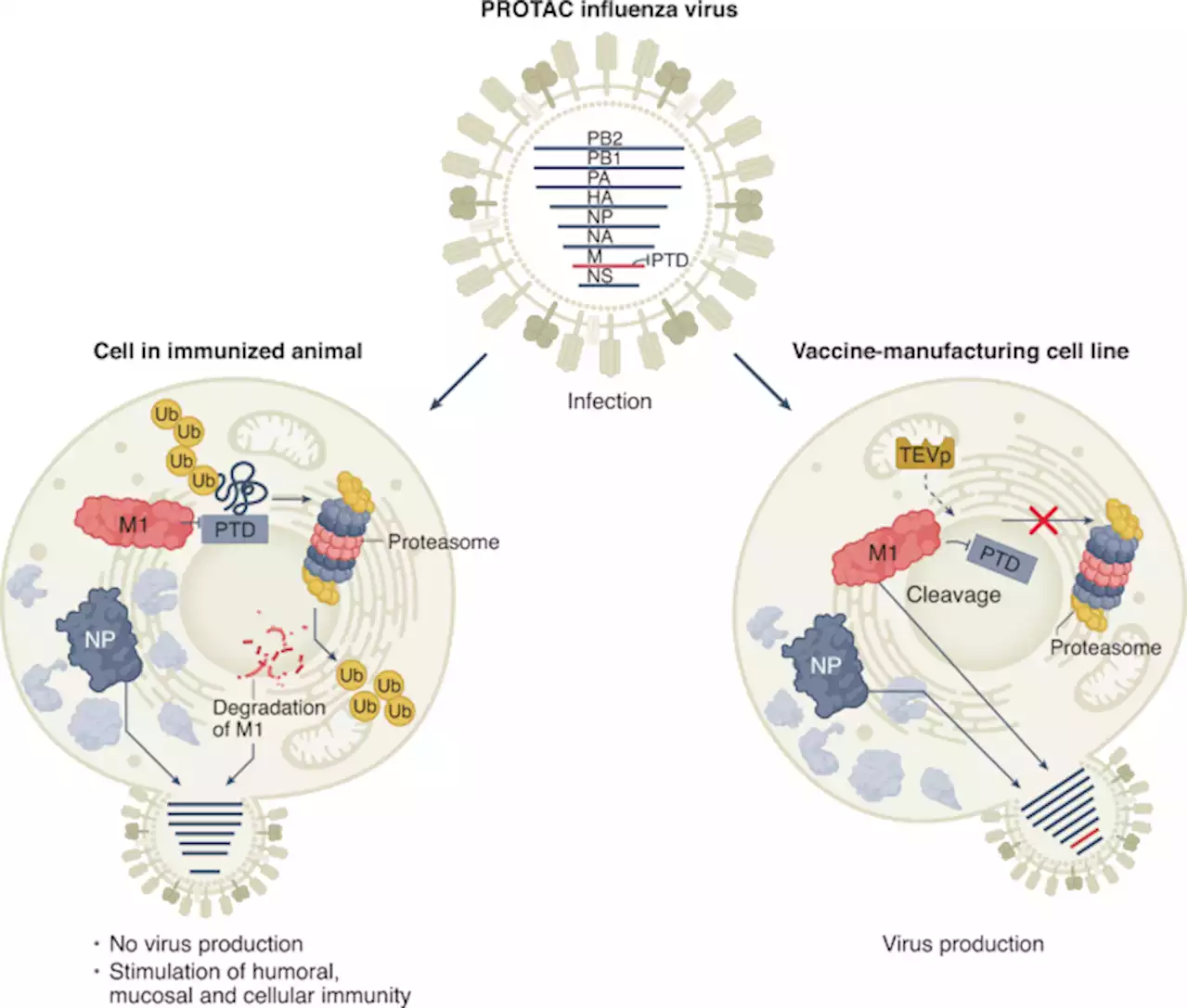 A new route to vaccines using PROTACs - Nature Biotechnology