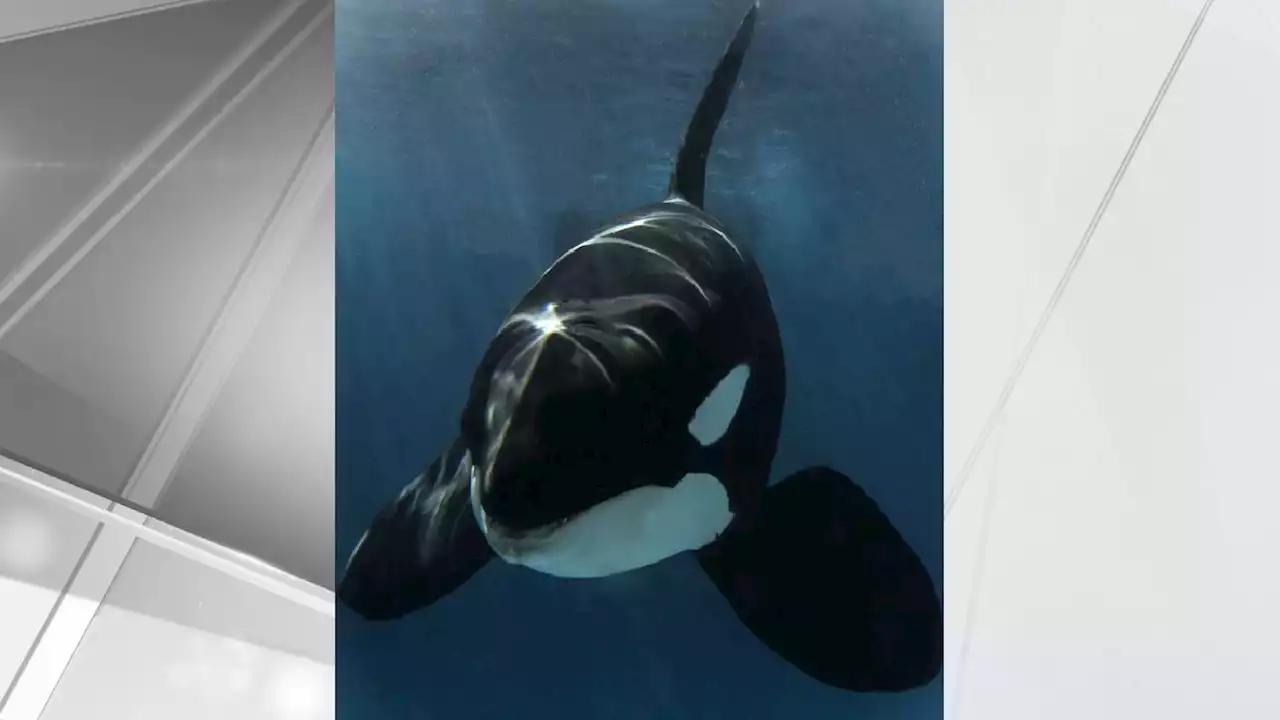 Nakai, Orca Born at SeaWorld San Diego in 2001, Dies Due to Infection