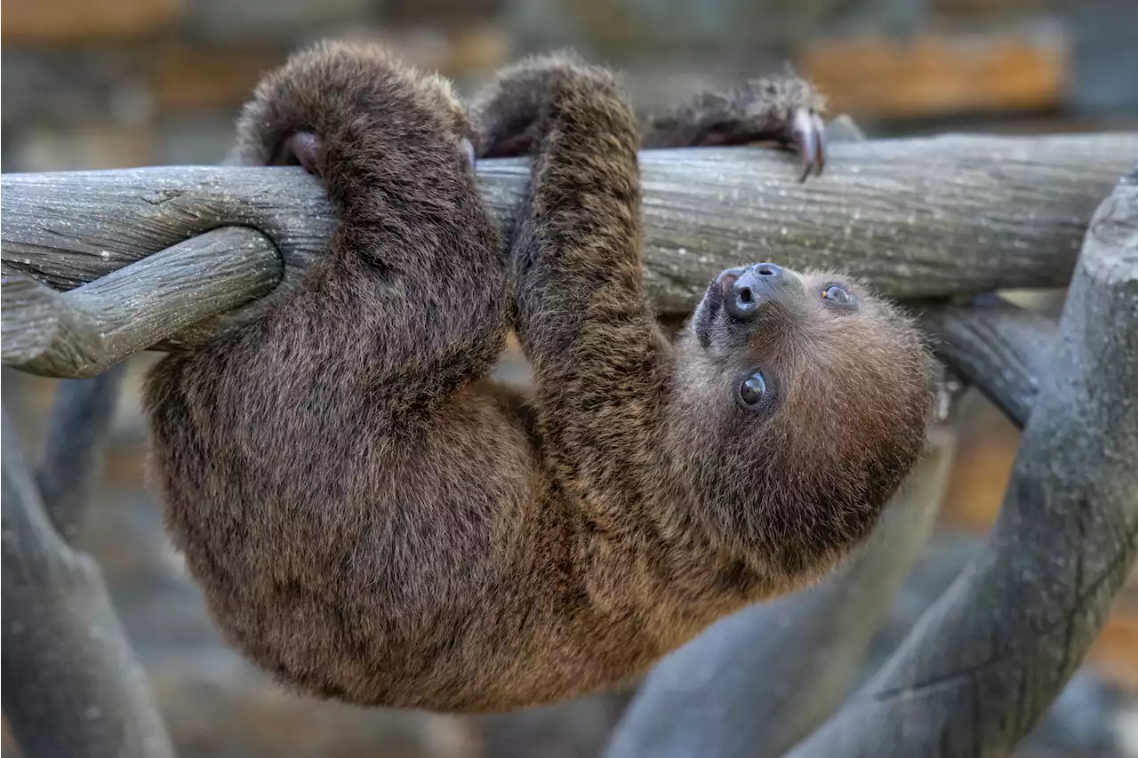 It's a Girl! Sloth Born at San Diego Zoo