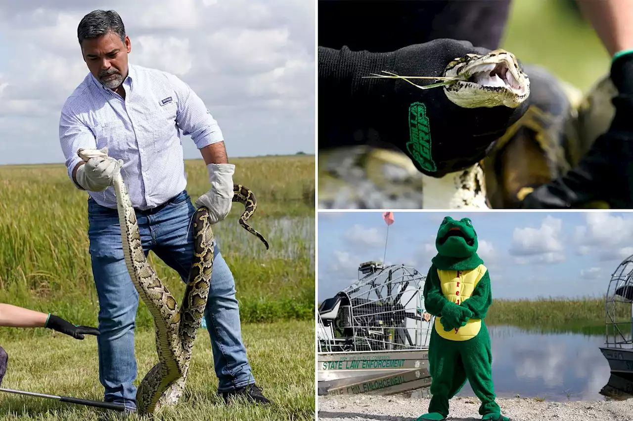 Python hunt! 800 compete to remove Florida’s invasive snakes