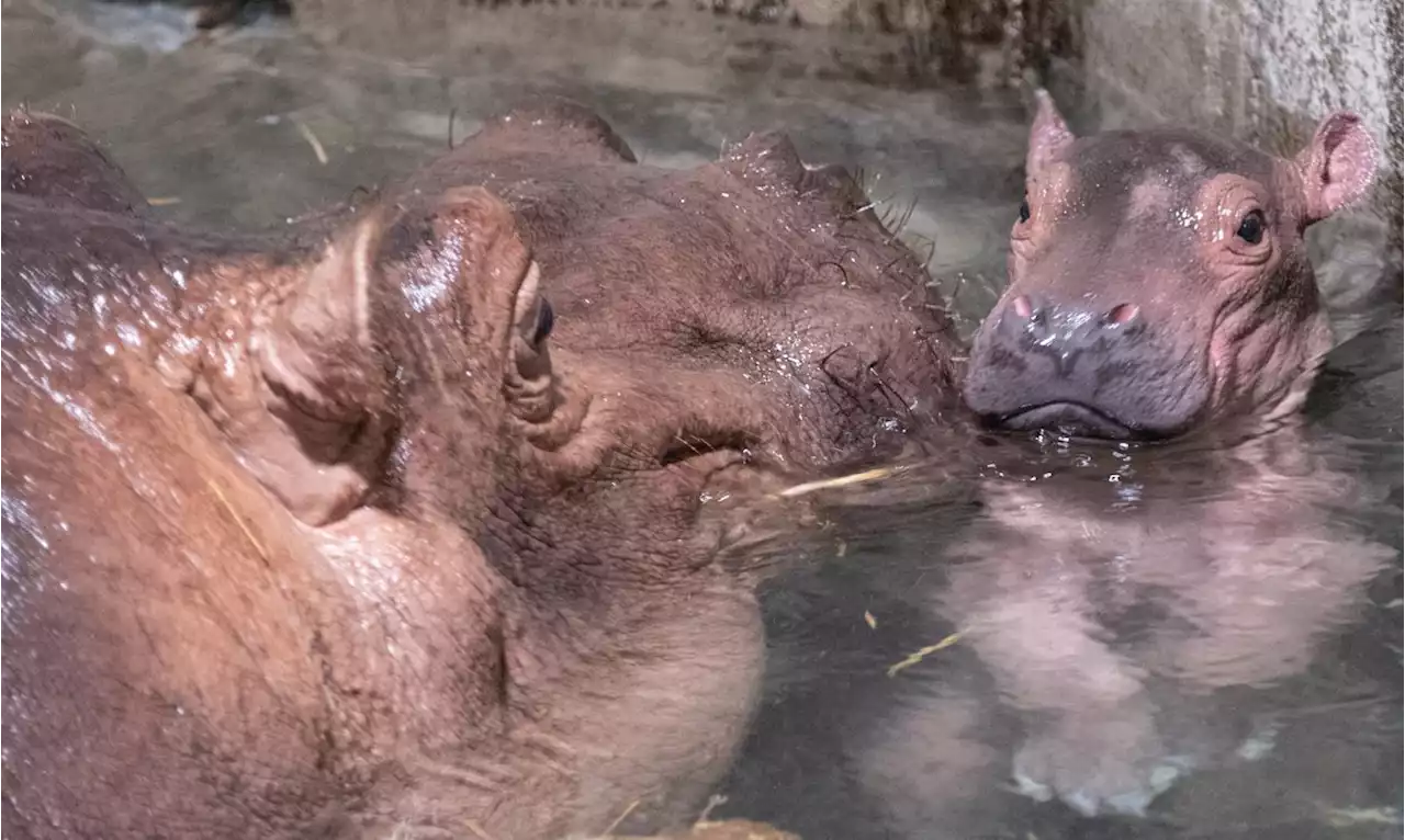 Fiona The Hippo Is Officially A Big Sister