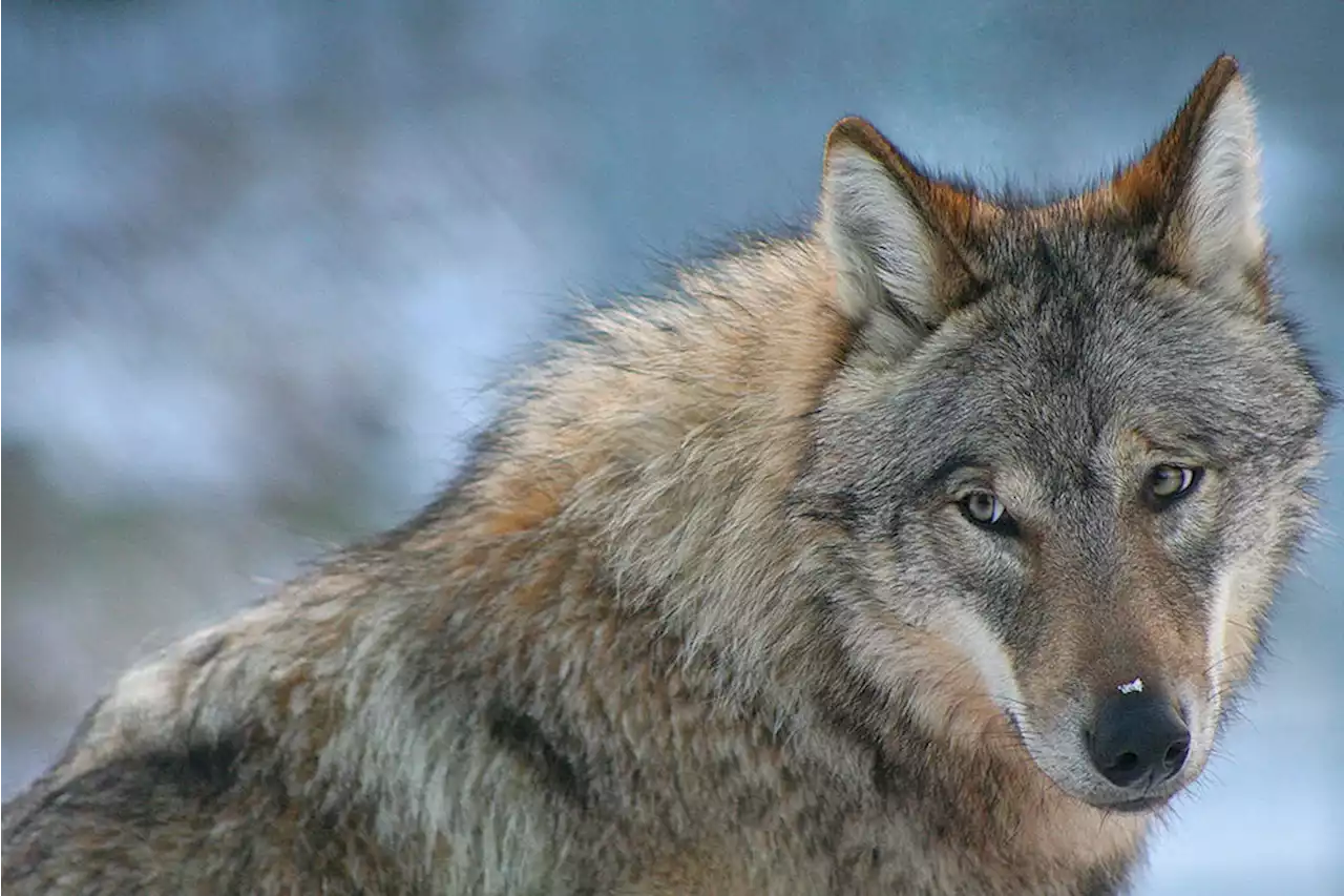 Should We Slaughter Half of the Wolves in Sweden?