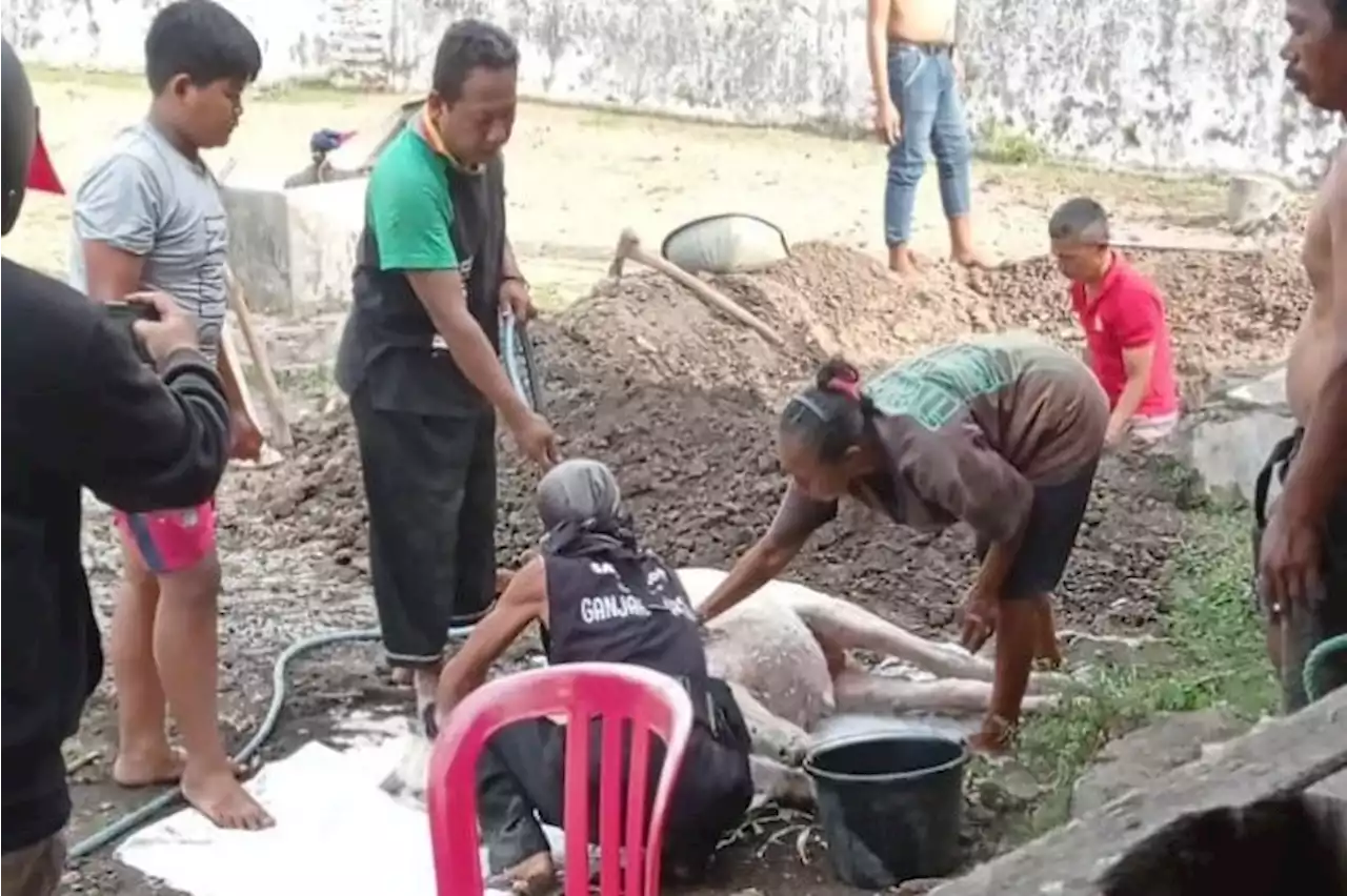 Tiga Kebo Bule Mati Karena Sakit Dalam 17 Hari, Pertanda Apa?