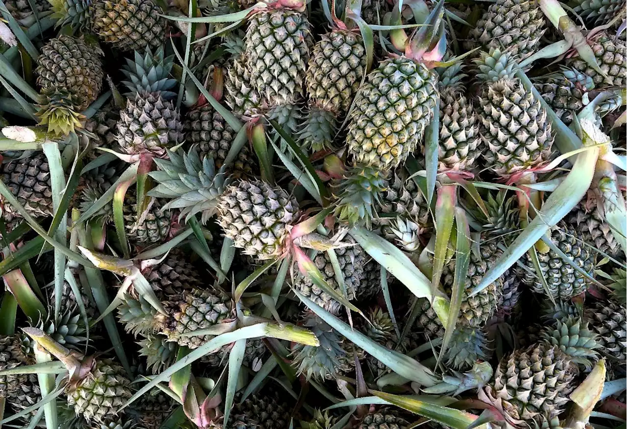 Laman Nanas awaits Maha 2022 visitors interested in pineapples